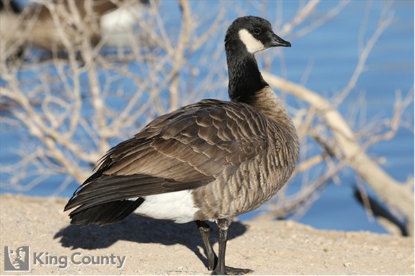 Photo of Branta hutchinsii